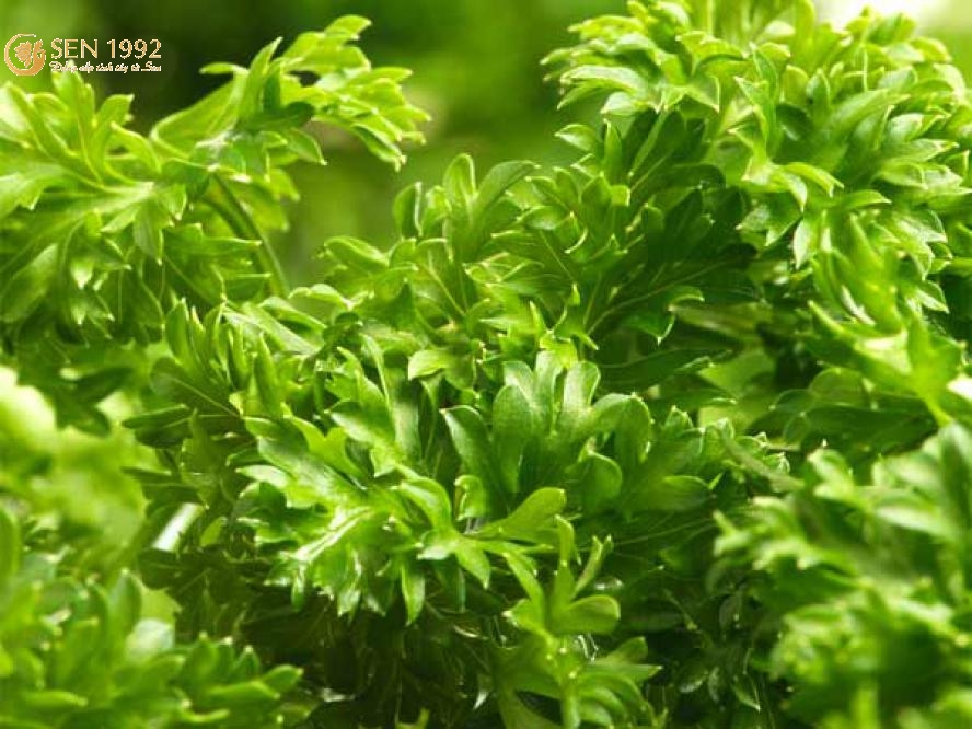 Đây cũng là một loại thảo dược được sử dụng trong trang trí hoặc làm gia vị cho nhiều món ăn